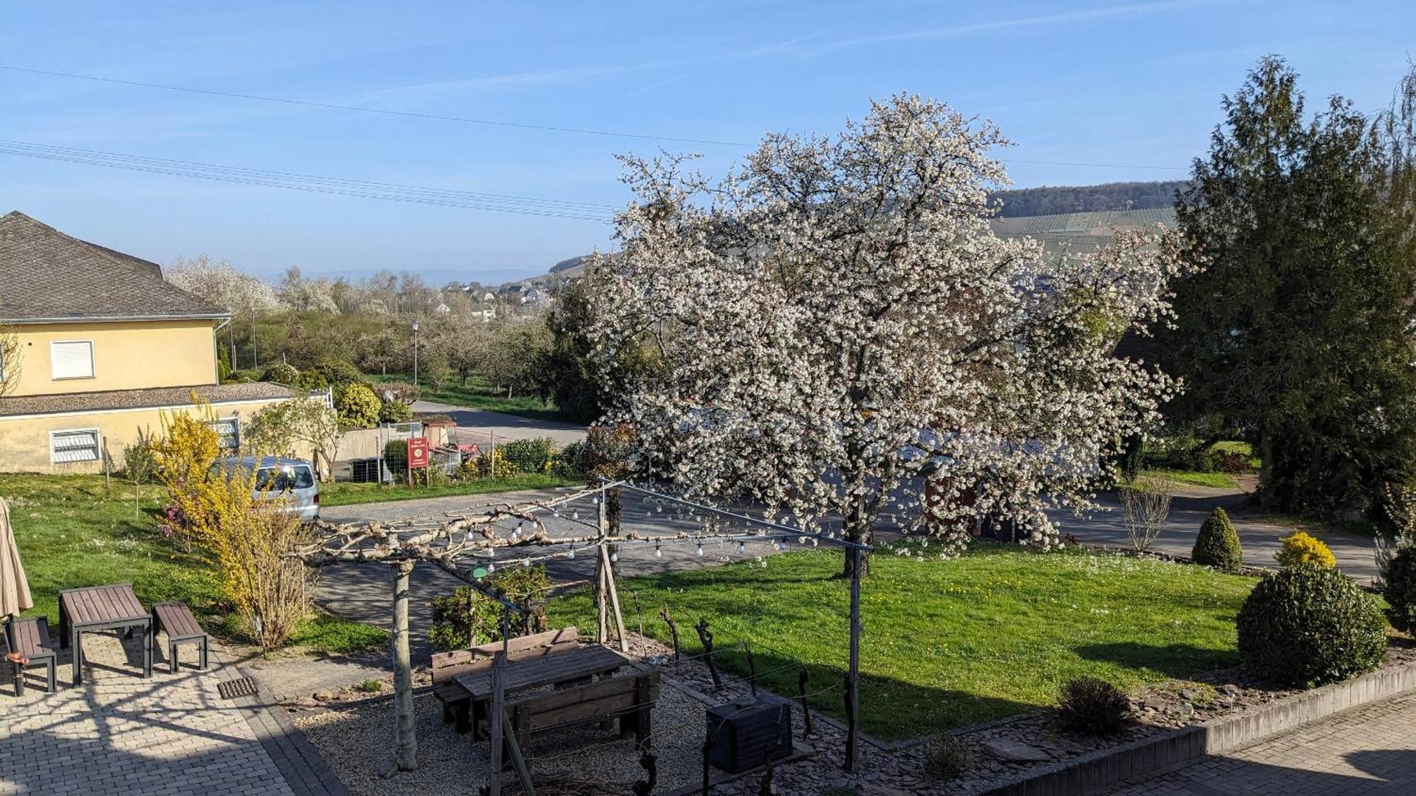 Weingut Harald Ludwig Lägenhet Osann-Monzel Exteriör bild
